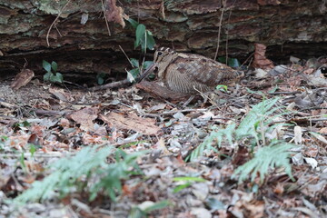 Eurasian woodcock (Scolopax rusticola) is a medium-small wading bird found in temperate and...