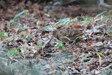 Eurasian woodcock (Scolopax rusticola) is a medium-small wading bird found in temperate and subarctic Eurasia. This photo was taken in Japan.