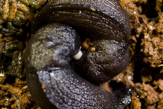Greenhouse Slug (Milax gagates) Mollusca Sardinia, Italy