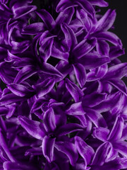 Close up of the top of a purple hyacinth flower,