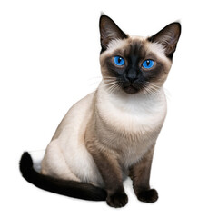 Siamese cat sitting with blue eyes. Feline looking ahead with light brown body and dark brown face. Transparent png isolated