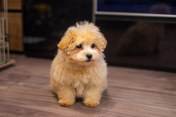 かわいいミックスの子犬