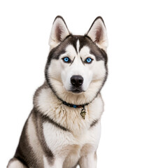 Fototapeta premium Husky portrait with bright blue eyes and collar. White and gray fluffy fur, black nose and ears. Isolated png image with transparent background.