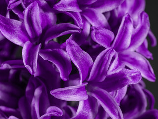 Close up of the top of a purple hyacinth flower,