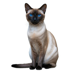 Sitting cat with blue eyes. Brown and tan fur. Isolated animal image. Transparent background png.