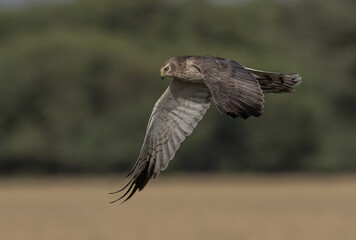 Pallied Harrier Juvenile in flight
