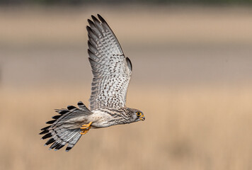 Common Kestrel in flight