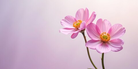 Obraz premium Delicate Pink Flowers on Soft Pastel Background, a Symbol of Grace and Tranquility