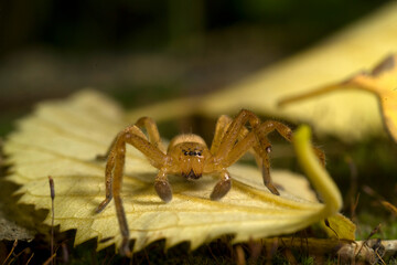 Huntsman spider, Olios argelasius, Platamona, sassari, Sardinia, Italy.