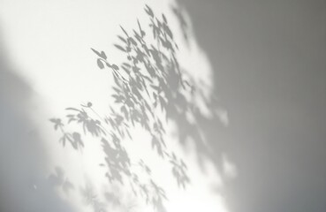 Fototapeta premium Delicate shadows of tree foliage on white wall in soft light. Abstract minimal design with natural sunlight create serene botanical atmosphere. Rich leaves silhouette overlay with diffused gradient