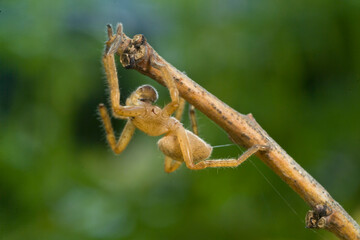 Huntsman spider, Olios argelasius, Platamona, sassari, Sardinia, Italy.