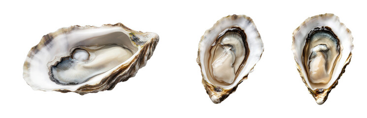 Naklejka premium Exquisite oysters showcasing natural beauty and texture