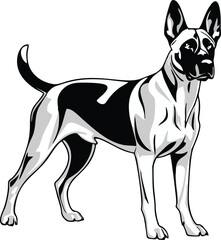 Belgian Malinois dog vector illustration white background