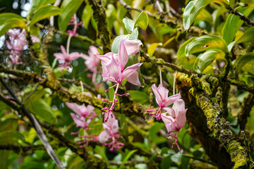 Obraz premium Medinilla magnifica (Rose Grape), Hawai‘i Tropical Botanical Garden