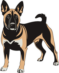 Belgian Malinois dog vector illustration white background