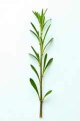 A delicate sprig of rosemary with tiny leaves and buds against a bright white background, abstract, colorful