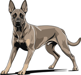 Belgian Malinois dog vector illustration white background