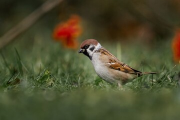 Mazurek poszukujący jedzenia w trawie