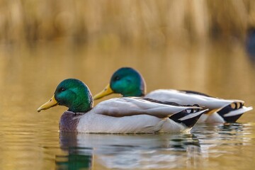 Pływające kaczki pośrodku stawu  © Sylwester Popenda