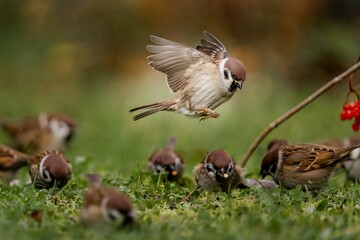 Stado mazurków w trawie © Sylwester Popenda