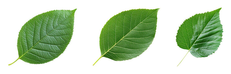 Obraz premium Close-up of three distinct green leaves on a transparent background
