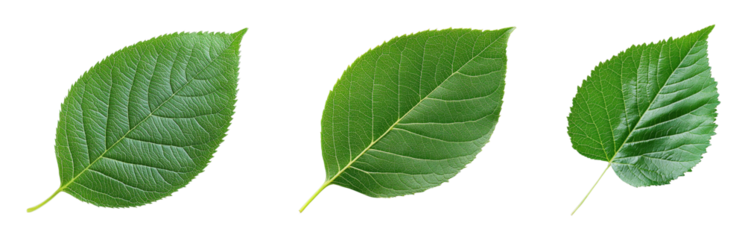 Close-up of three distinct green leaves on a transparent background