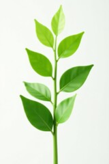 Fototapeta premium Simple green stem isolated on white background, leafy plants