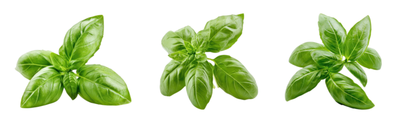 Fresh basil leaves on a transparent background
