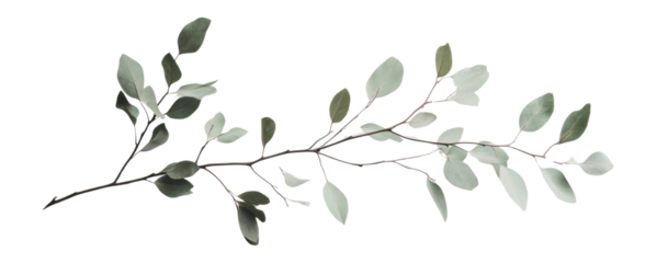 PNG Branch with green leaves leaf photography art.