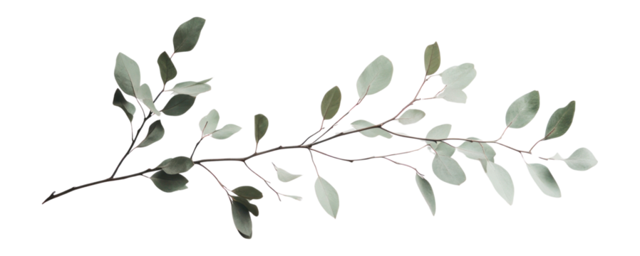 PNG Branch with green leaves leaf photography art.