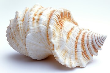 Obraz premium A close-up shot of a shell on a white surface, perfect for use in designs related to nature, ocean, or beach themes