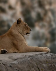 lion on a rock on a cliff 