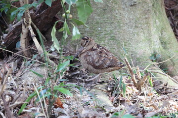 Eurasian woodcock (Scolopax rusticola) is a medium-small wading bird found in temperate and subarctic Eurasia. This photo was taken in Japan.