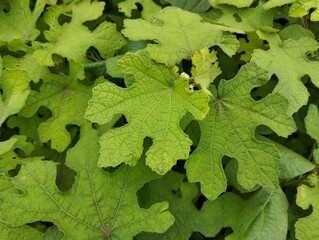 lady's fingers plant (Abelmoschus esculentus) in outdoor garden 