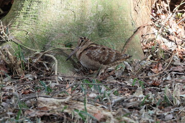 Eurasian woodcock (Scolopax rusticola) is a medium-small wading bird found in temperate and subarctic Eurasia. This photo was taken in Japan.