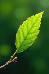 Vibrant green beech leaf unfurls on delicate spring twig , woodland, macro