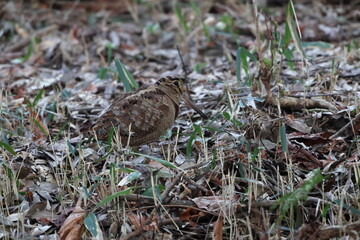 Eurasian woodcock (Scolopax rusticola) is a medium-small wading bird found in temperate and subarctic Eurasia. This photo was taken in Japan.