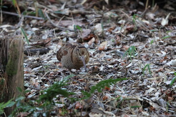 Eurasian woodcock (Scolopax rusticola) is a medium-small wading bird found in temperate and subarctic Eurasia. This photo was taken in Japan.