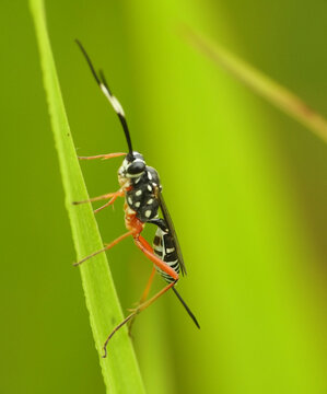 Parasitoid Wasp from Cryptinae subfamily