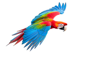 Fototapeta premium Scarlet macaw parrot flying isolated on white background. Macaw Ara (Ara chloropterus) bird