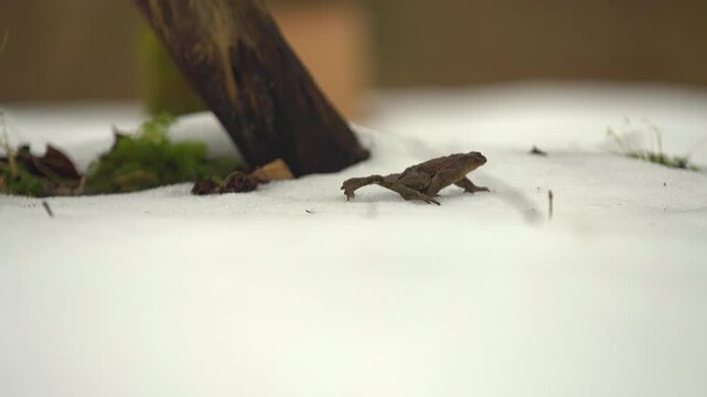 The frog woke up in the spring, when the snow had not yet melted, and went about its business past the tree and the grass peeking out from under it. The background of the video is pleasantly blurred. 