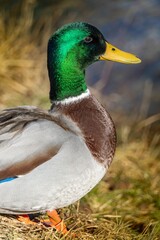 Close-up of a Male Mallard Duck