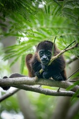 Howler Monkey in Tropical Forest