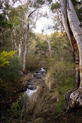 Obraz premium Serene Forest Stream