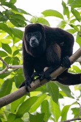 Howler Monkey in Tropical Forest
