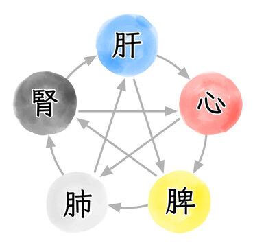 五臓のイメージと関係性を表す水彩イラスト