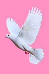 Obraz premium White dove flying isolated on white background