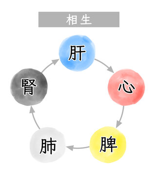 五臓のイメージと相生の関係性を表す水彩イラスト