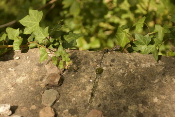 check the lizard