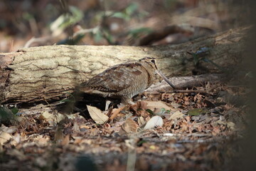 Eurasian woodcock (Scolopax rusticola) is a medium-small wading bird found in temperate and subarctic Eurasia. This photo was taken in Japan.